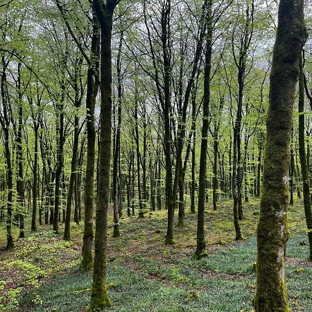 מולינגאר Mullaghmeen Forest מראה חיצוני תמונה